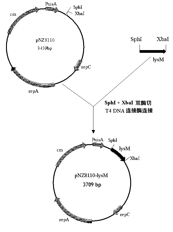 Carrier capable of showing and expressing heterologous gene on surface of lactococcus lactis, and preparation method and application of carrier