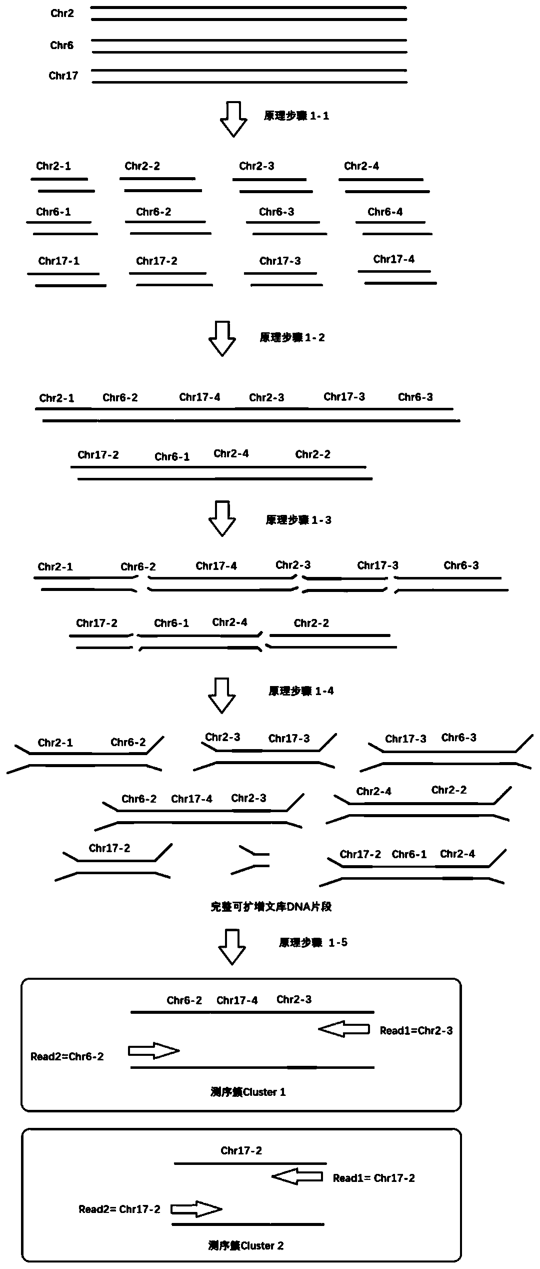 Sequencing library construction kit and using method and application thereof