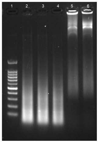 Sequencing library construction kit and using method and application thereof