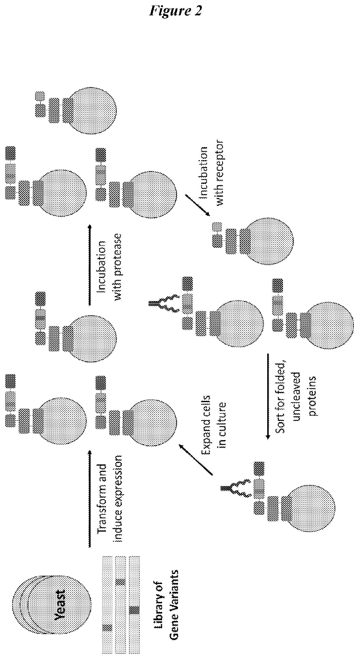 Engineered fibroblast growth factor variants as receptor antagonists