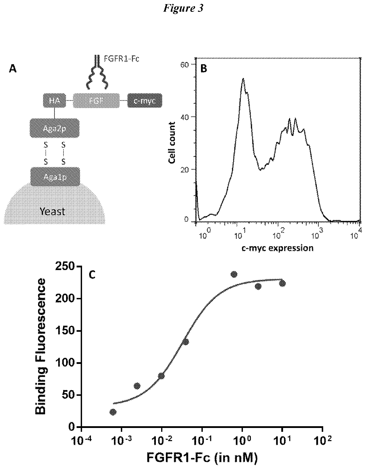 Engineered fibroblast growth factor variants as receptor antagonists