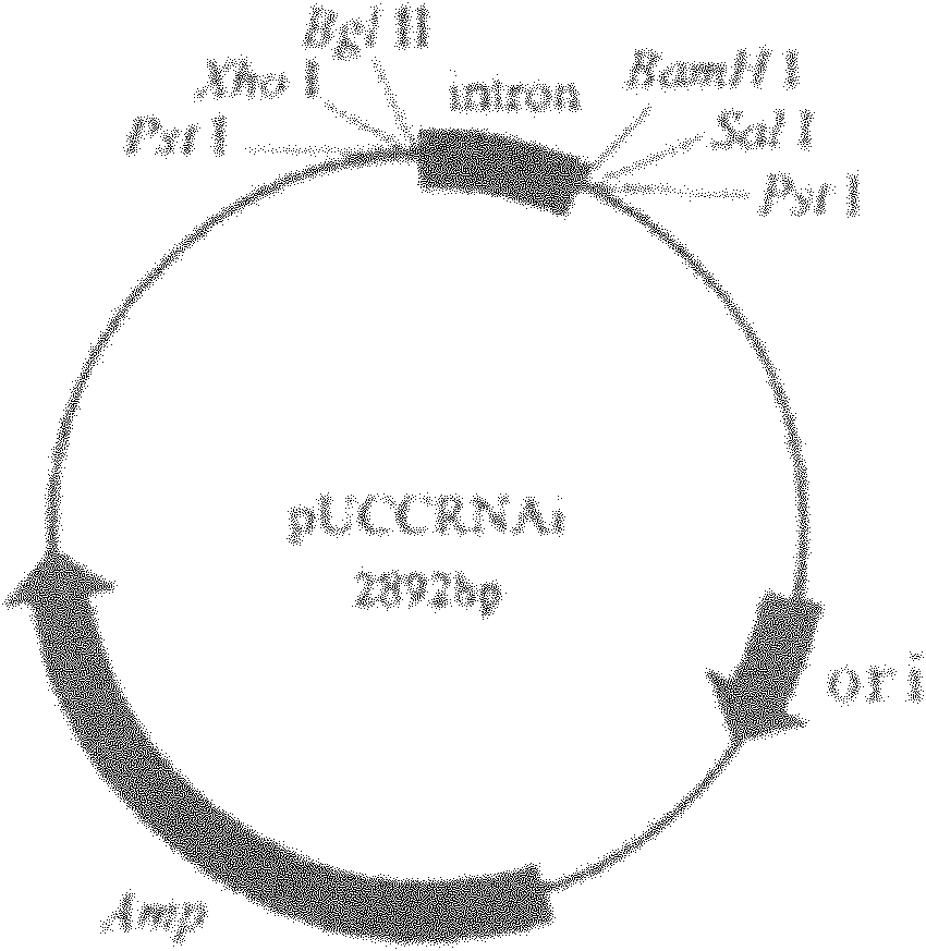 Method for cultivating plant resistant to cotton bollworm by utilizing RNAi