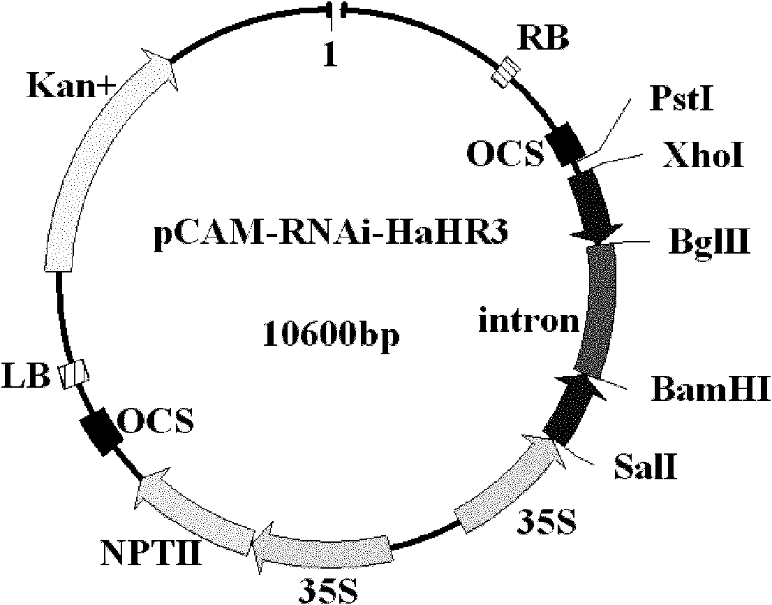 Method for cultivating plant resistant to cotton bollworm by utilizing RNAi