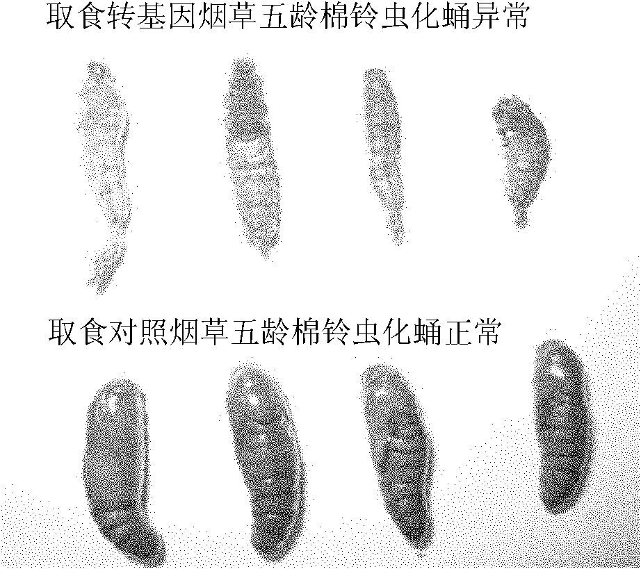 Method for cultivating plant resistant to cotton bollworm by utilizing RNAi