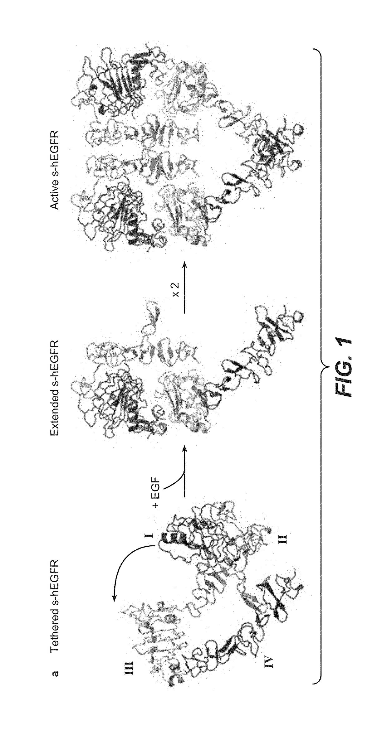 HER1 antigen binding proteins binding to the beta-hairpin of HER1