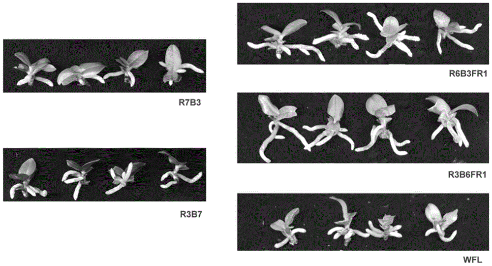 A method of promoting rooting of moth orchid tissue culture seedlings by using LED light source