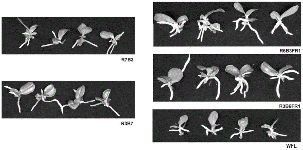 A method of promoting rooting of moth orchid tissue culture seedlings by using LED light source