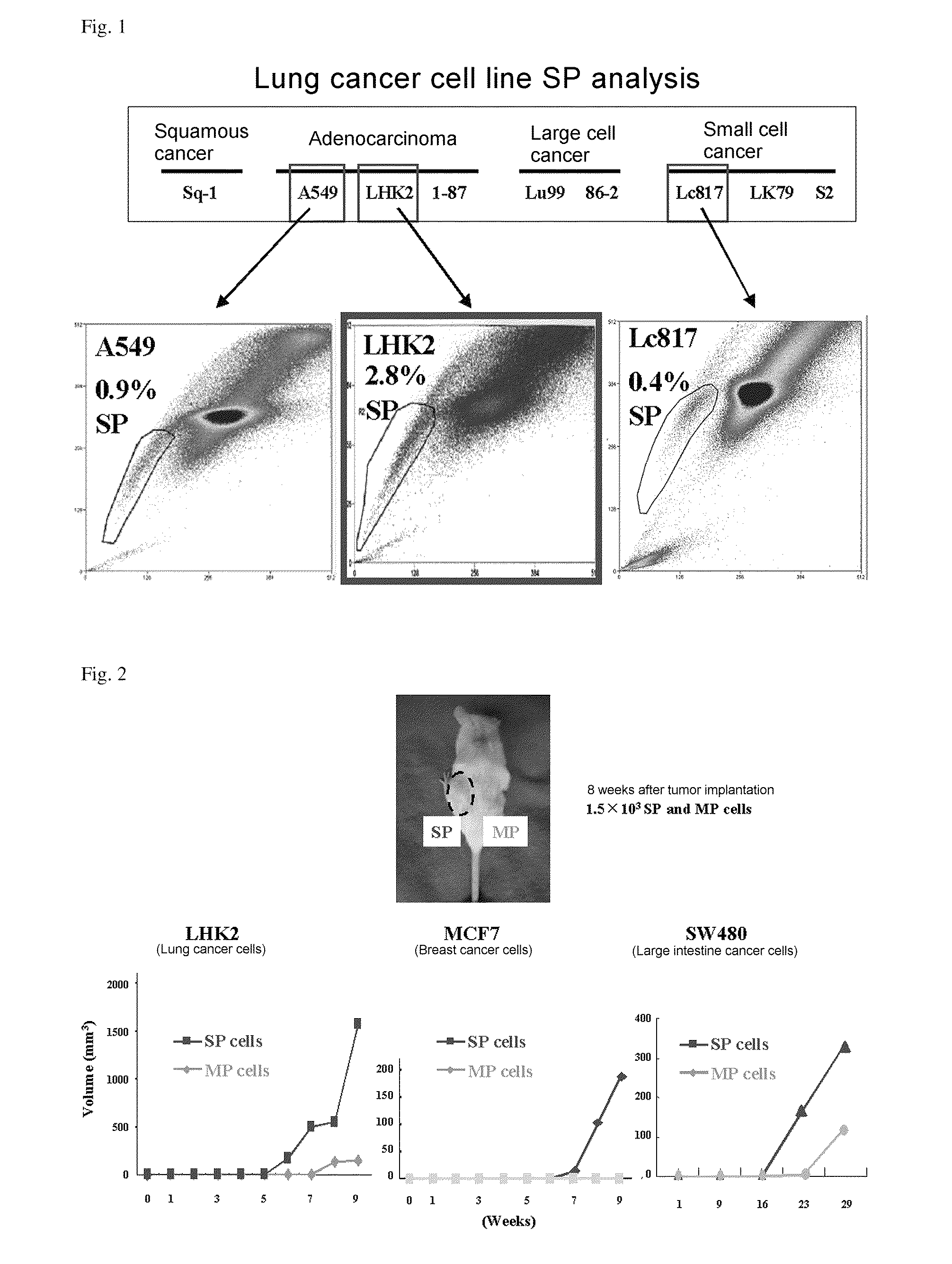 Molecular marker for cancer stem cell