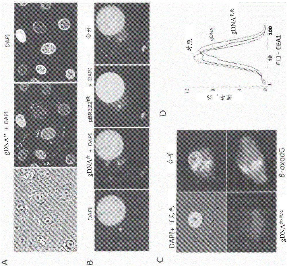 Oxidized fraction of extracellular dna as a biomarker of stress and methods for using the same