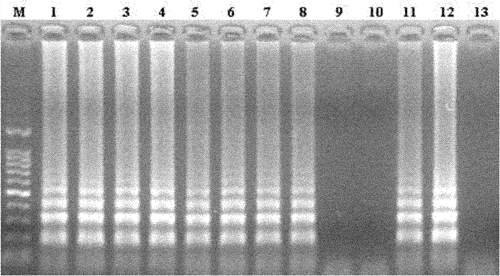 LAMP (Loop-mediated Isothermal Amplification) detection kit and method of pathogenic aeromonas hydrophila