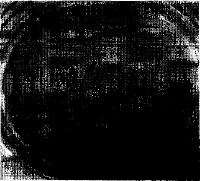 Rhodococcus ruber and application thereof in degradation of hydrocarbon compounds