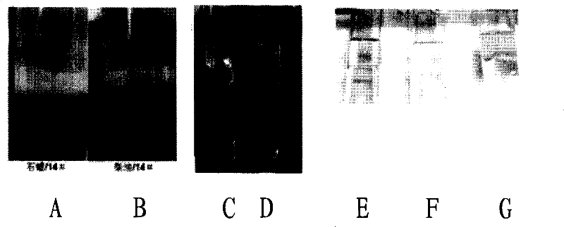 Rhodococcus ruber and application thereof in degradation of hydrocarbon compounds