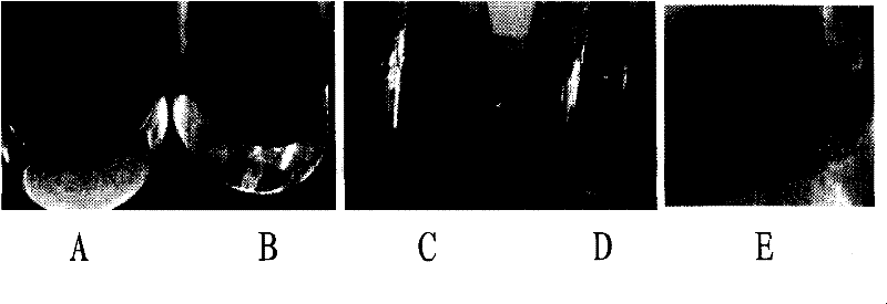 Rhodococcus ruber and application thereof in degradation of hydrocarbon compounds