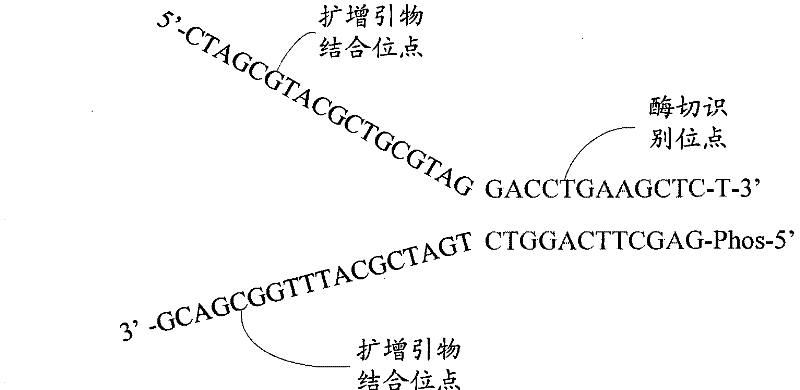 Systems and methods for constructing sequencing libraries