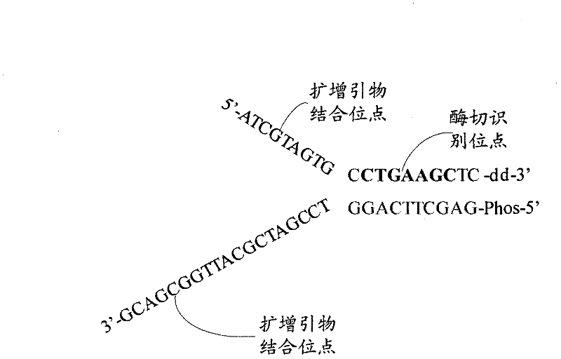 Systems and methods for constructing sequencing libraries