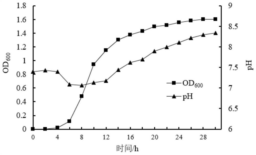 Bacillus velezensis and application thereof