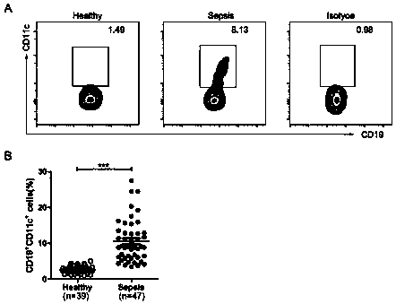 Application of CD11c&lt;+&gt;B cells to respects of diagnosis and treatment of sepsis