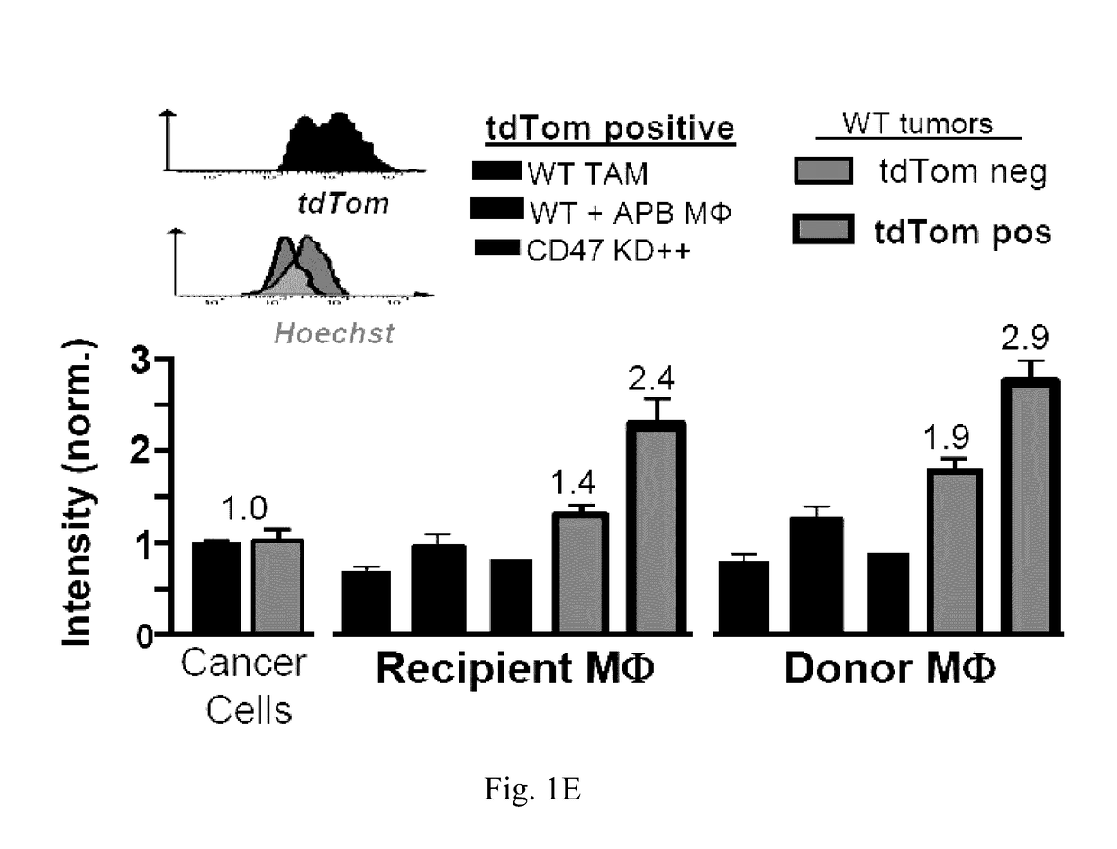 Compositions and methods for selective phagocytosis of human cancer cells