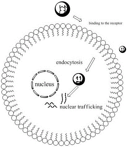 LPEIS/DNA/HA nano-carrier and preparation method and application thereof