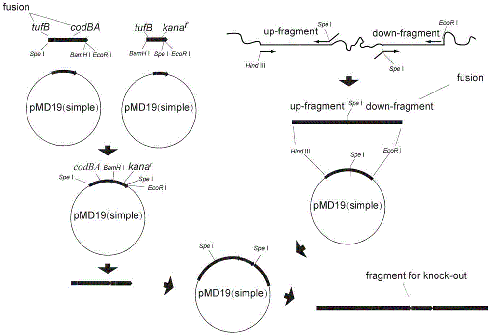 A method for improving the efficiency of homologous recombination in Gluconobacter oxidans