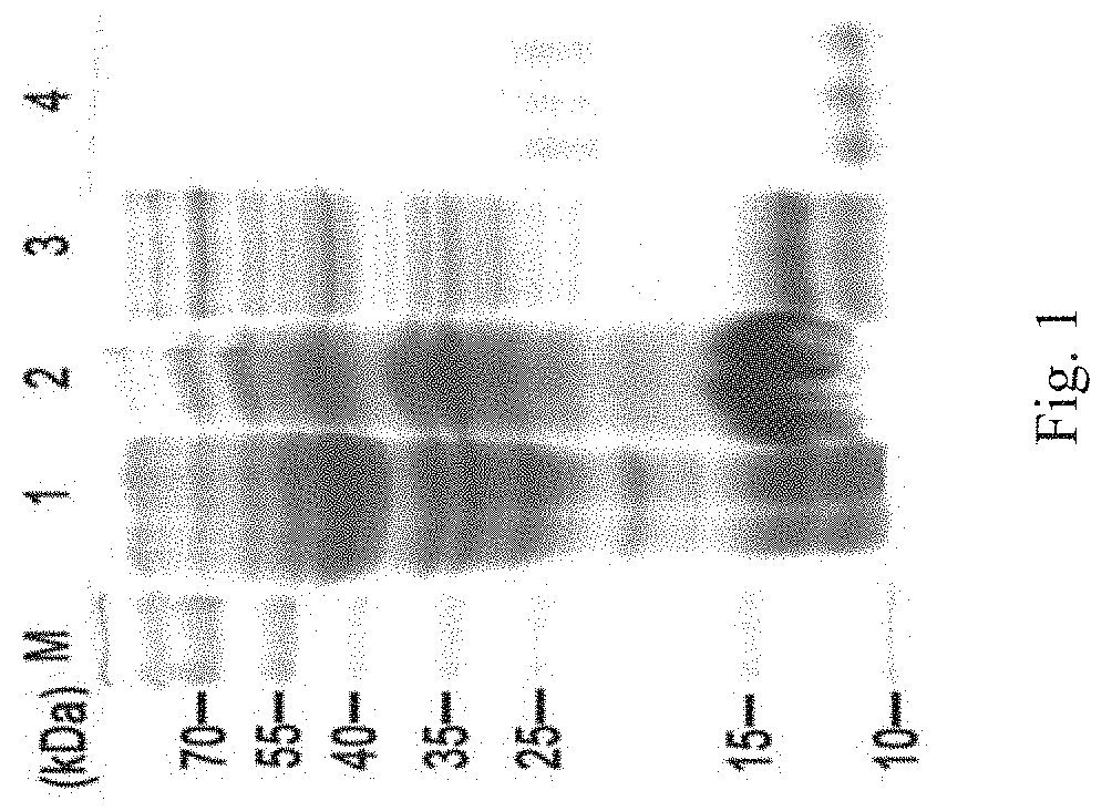 Antimicrobial peptide scyreprocin of scylla paramamosain and method thereof