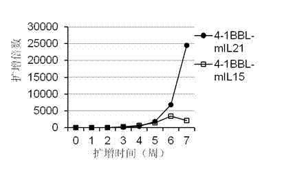 Artificial antigen presenting cell and application thereof in NK (natural killer) cell amplification