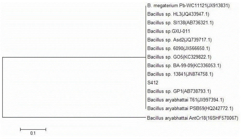 Strain capable of massively yielding glucose-6-acetic ester and method for synthesizing glucose-6-acetic ester