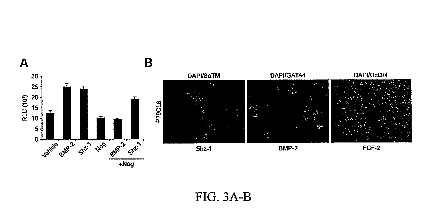 Stem cell differentiating agents and uses therefor