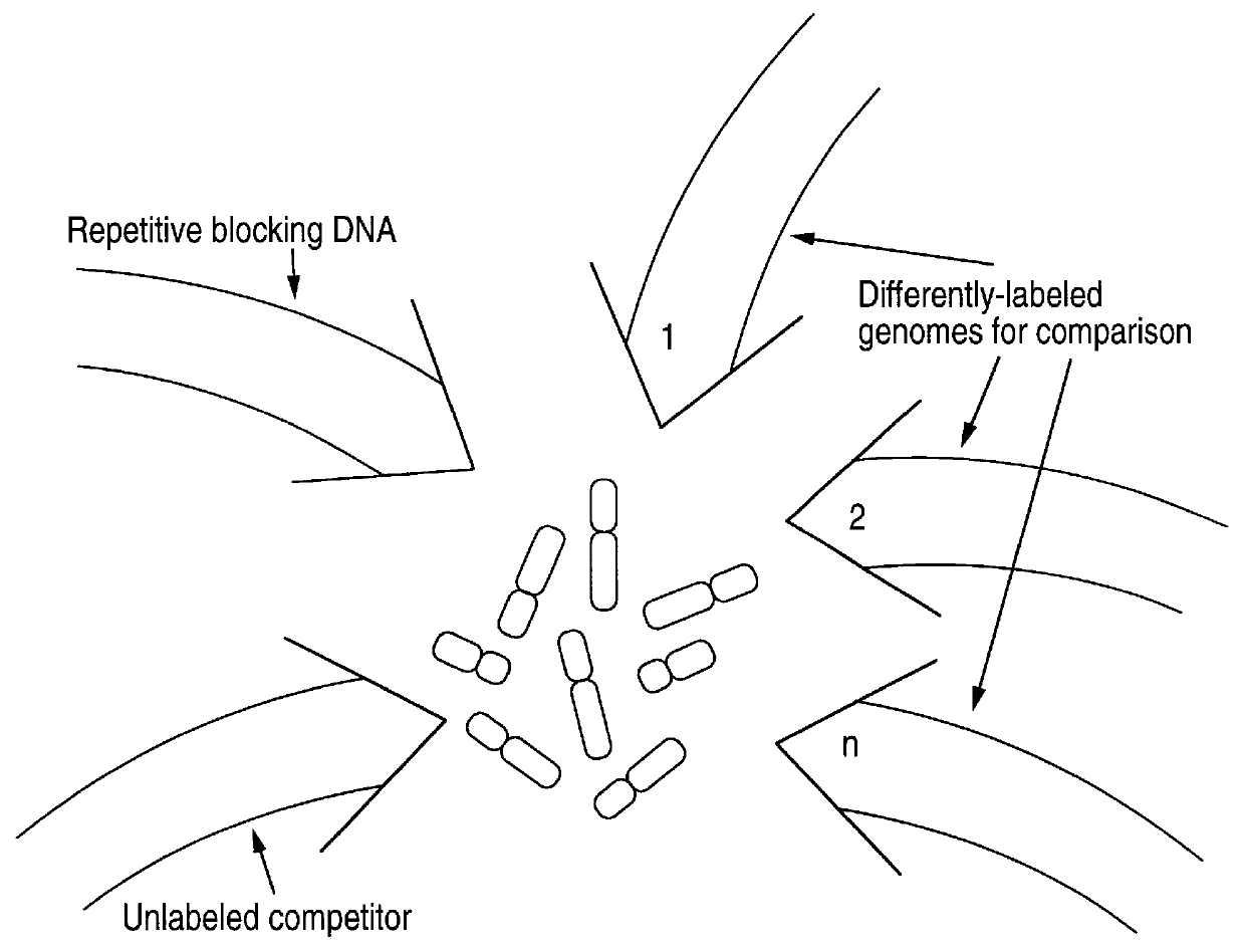 Comparative genomic hybridization (CGH)