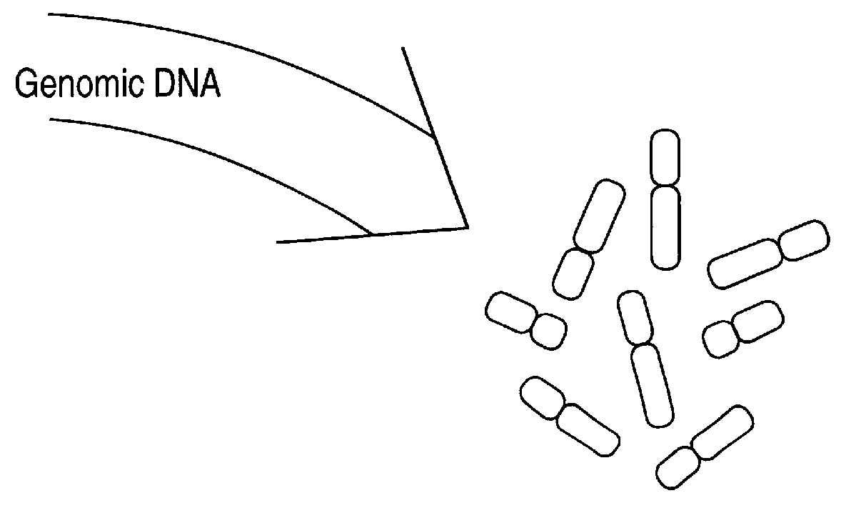 Comparative genomic hybridization (CGH)