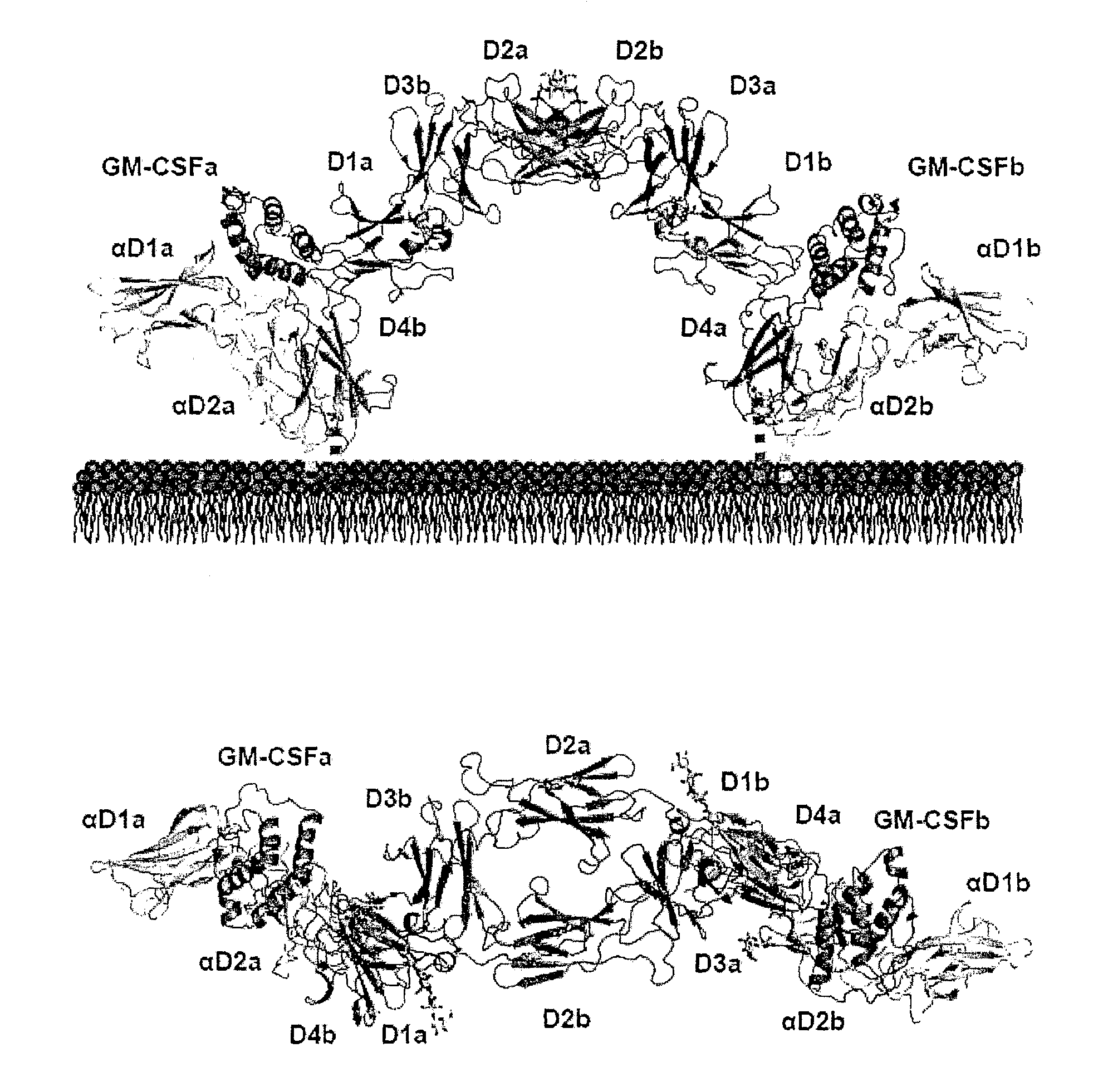 Crystalline composition of GM-CSF/GM-CSFR