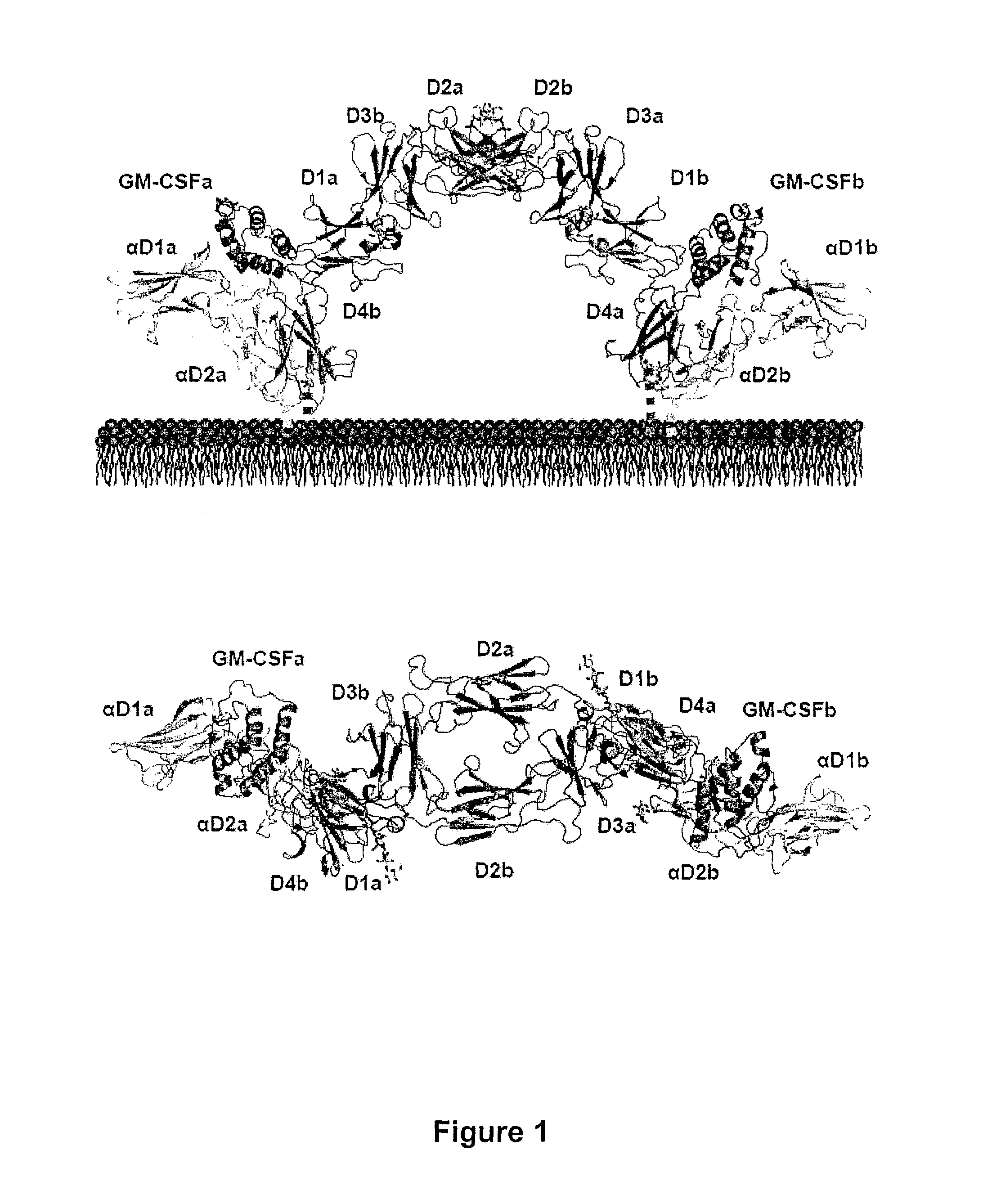 Crystalline composition of GM-CSF/GM-CSFR