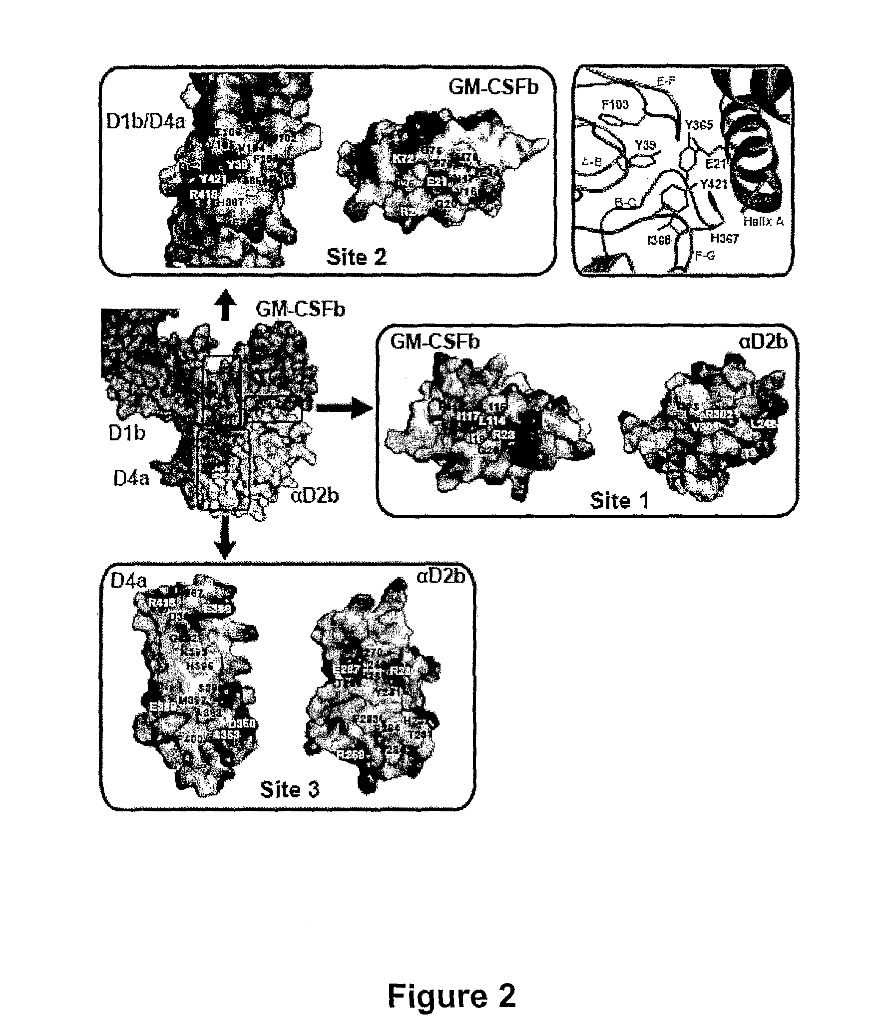 Crystalline composition of GM-CSF/GM-CSFR