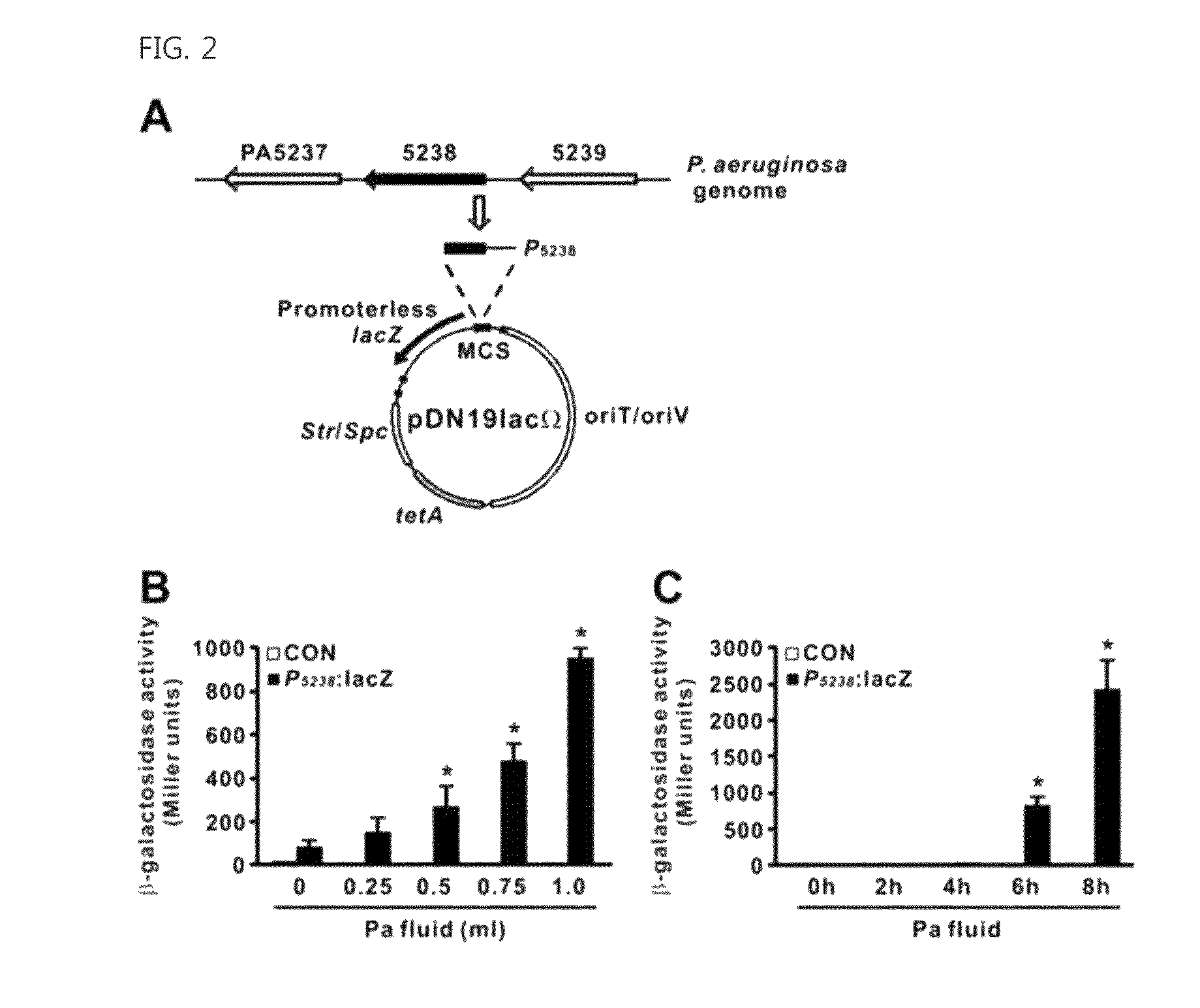 Genes encoding biofilm formation inhibitory proteins and a method for producing L-lysine using a bacterial strain with the inactivated genes