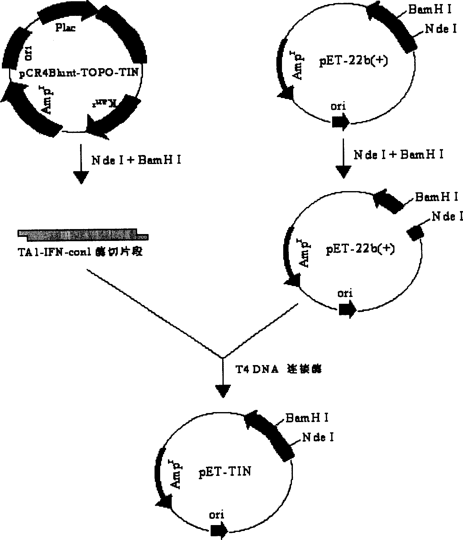 Fusion protein of human thymosin alpha1 and human composite interferon and preparation thereof