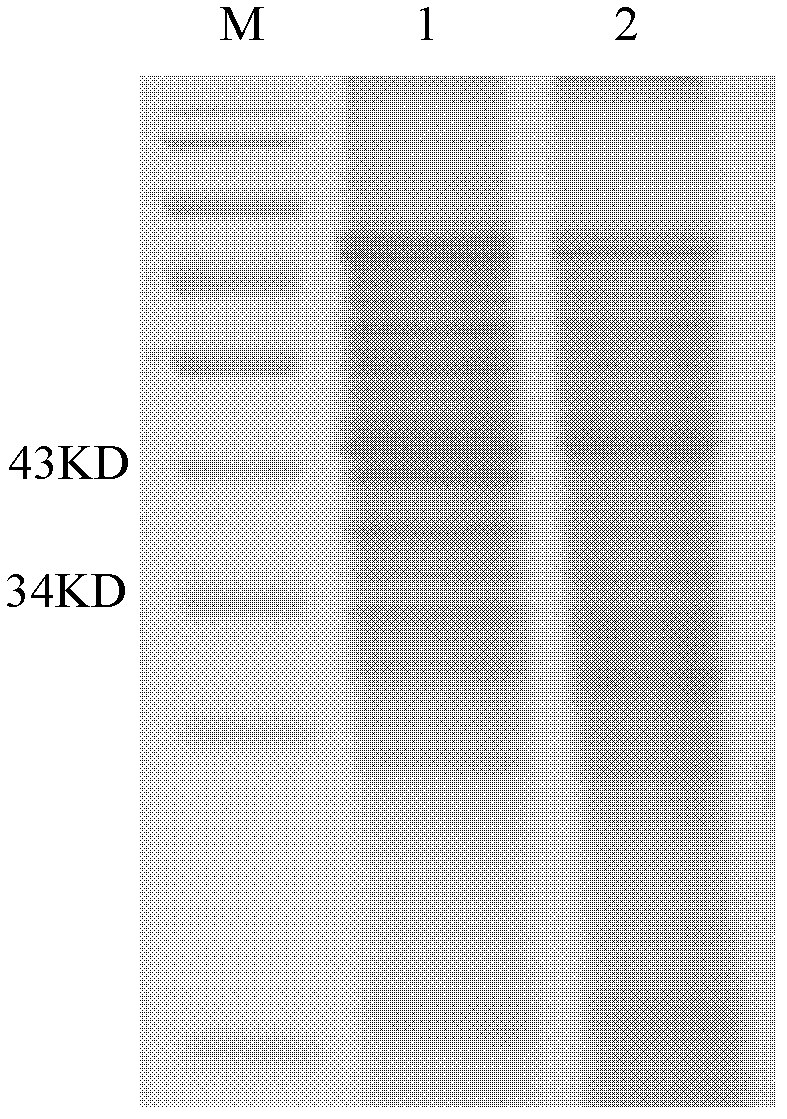 Porcine circovirus II type capsid protein gene, construction of expression vector and efficient expression method of proteins of porcine circovirus II type capsid protein gene