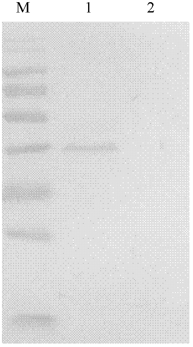 Porcine circovirus II type capsid protein gene, construction of expression vector and efficient expression method of proteins of porcine circovirus II type capsid protein gene