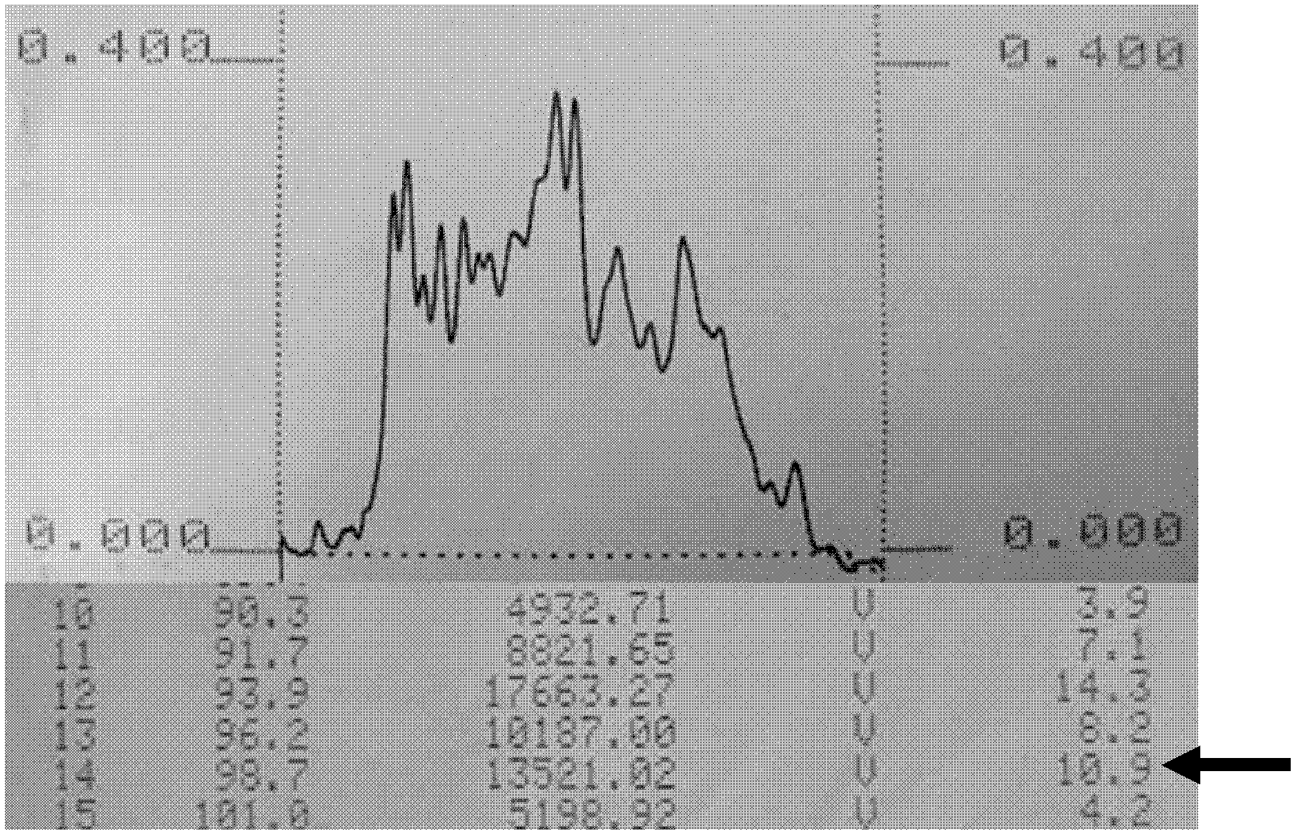 Porcine circovirus II type capsid protein gene, construction of expression vector and efficient expression method of proteins of porcine circovirus II type capsid protein gene