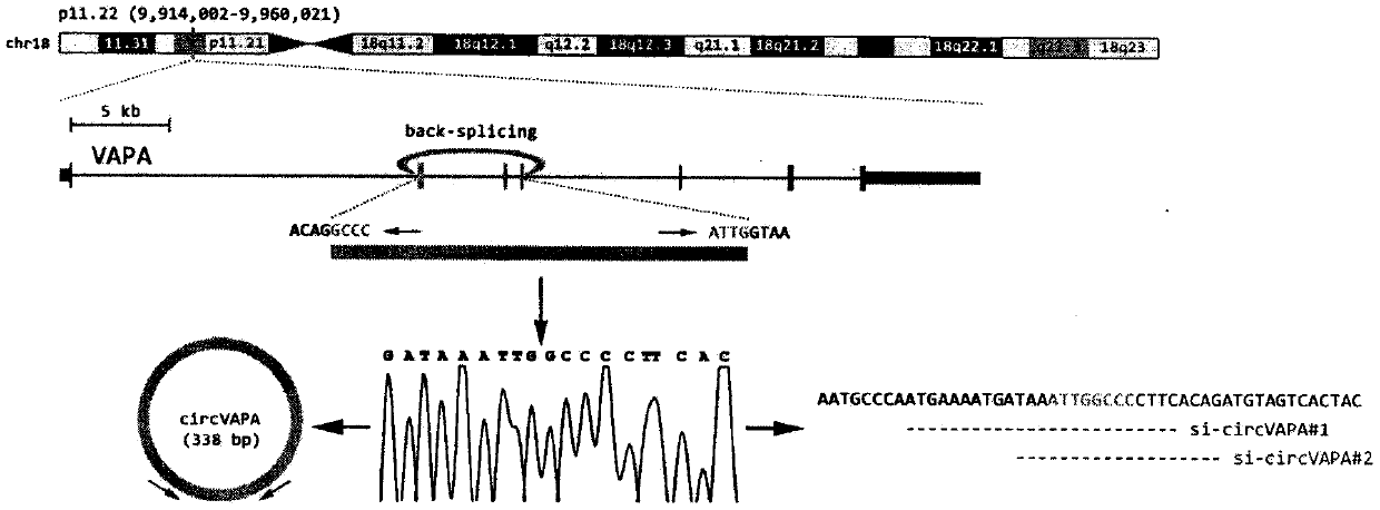 Application of circ-VAPA as gastric cancer and colorectal cancer diagnosis biomarker and treatment target point