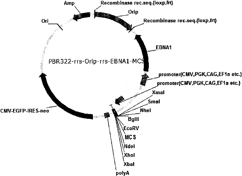 Expression system for nonintegrated, long-time and erasable expression vector