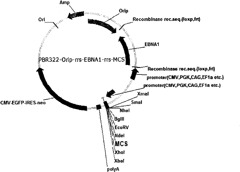 Expression system for nonintegrated, long-time and erasable expression vector