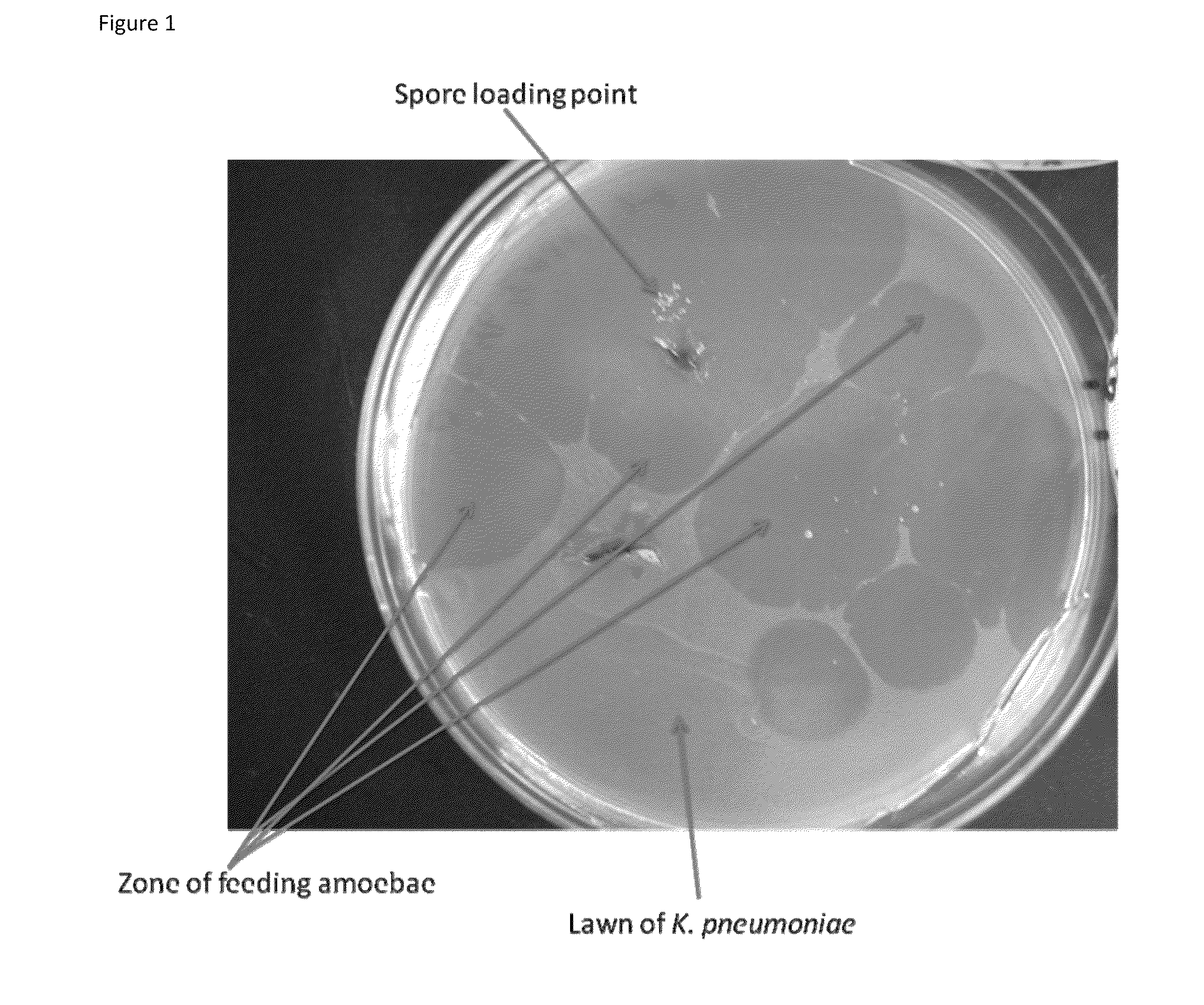 Therapeutic amoeba and uses thereof