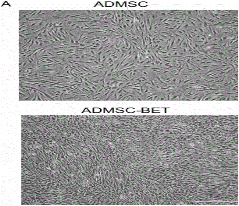 Pluripotent stem cell as well as preparation method and application thereof