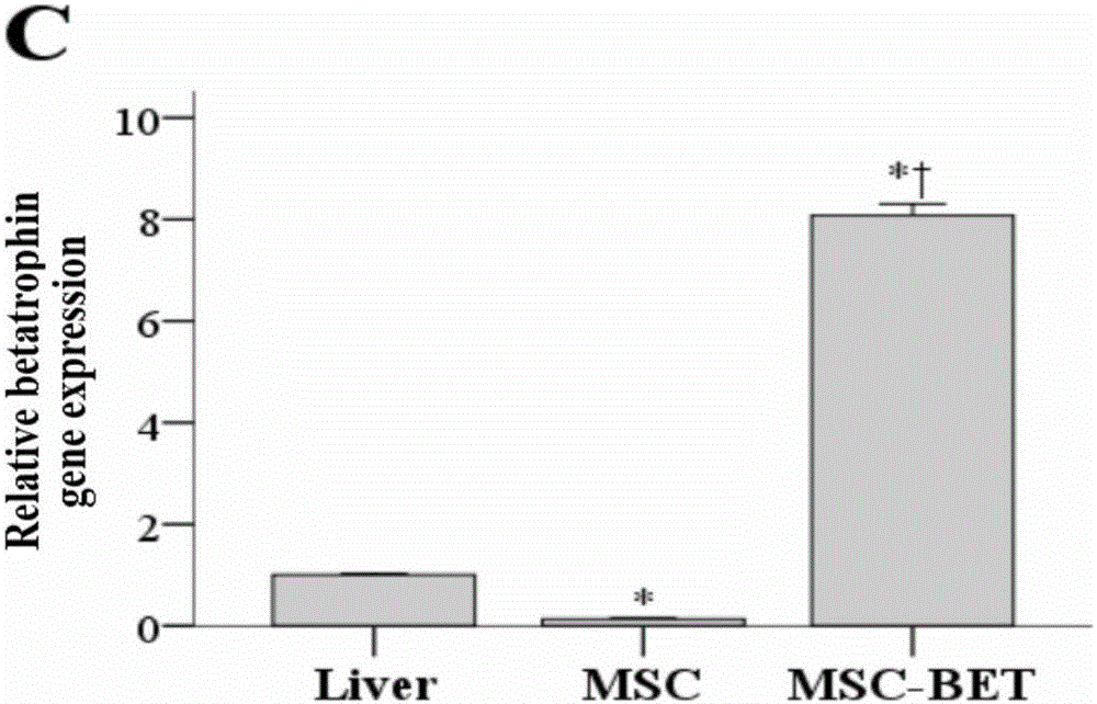 Pluripotent stem cell as well as preparation method and application thereof