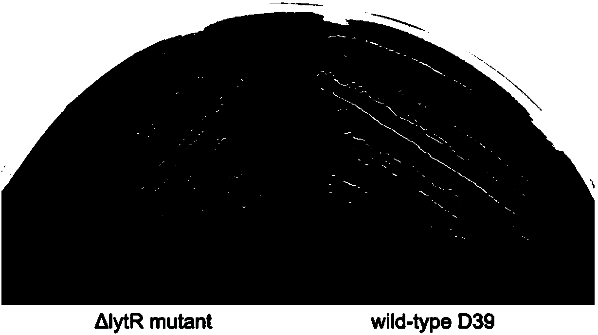 Streptococcus pneumoniae deficient in LytR function, vaccine and preparation method and application thereof