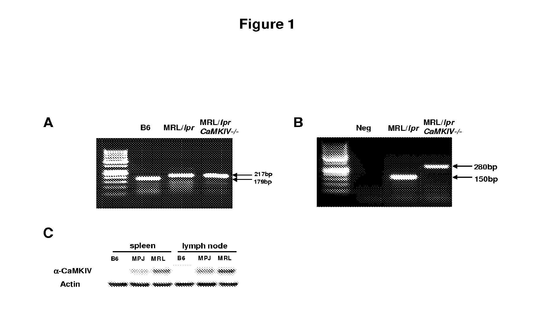 Methods for treating inflammatory autoimmune disorders