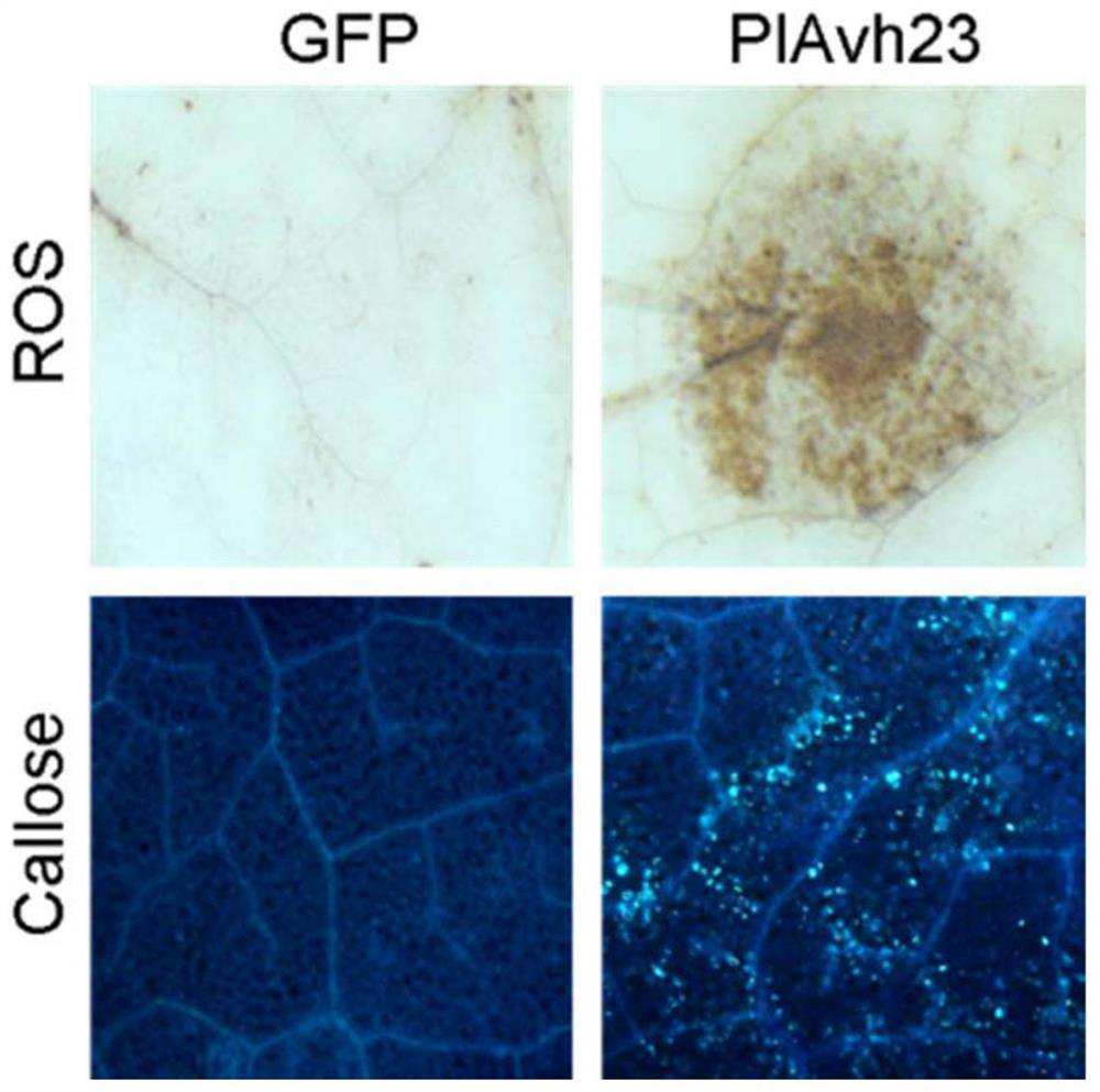 Plant immune activator protein PlAvh23 secreted by peronophythora litchii and application of plant immune activator protein PlAvh23