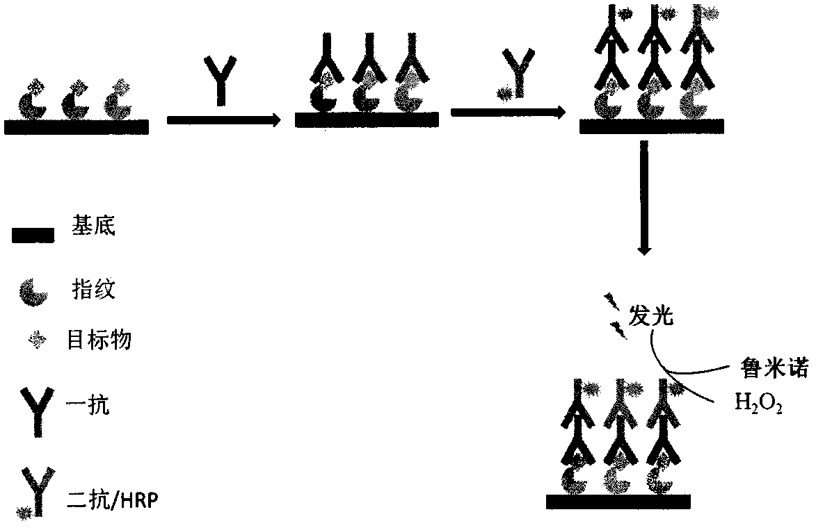 A method for extracting and displaying protein components in latent fingerprints