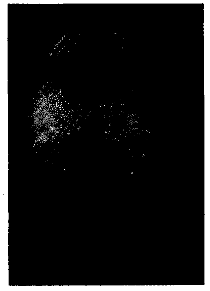 A method for extracting and displaying protein components in latent fingerprints