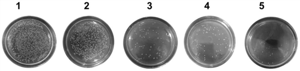 Polymer loaded with penicillin and nitric oxide and its preparation method and application